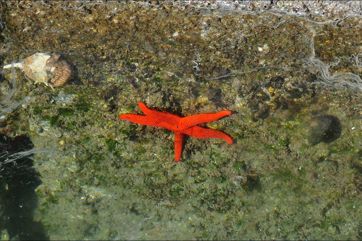 estrellas-puerto7