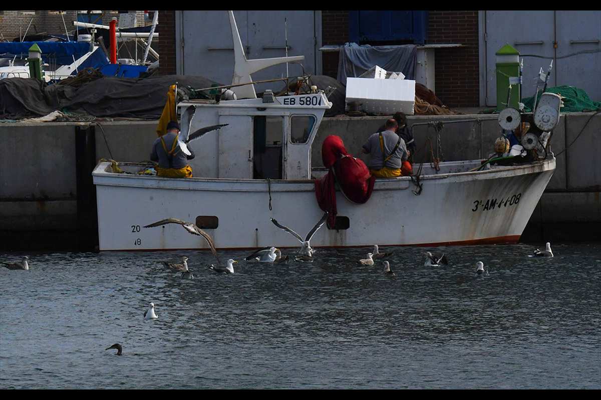 gaviotas-puerto-adra-18