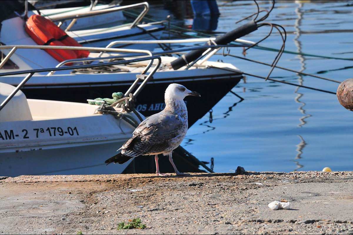 gviotas-puertodemotril191
