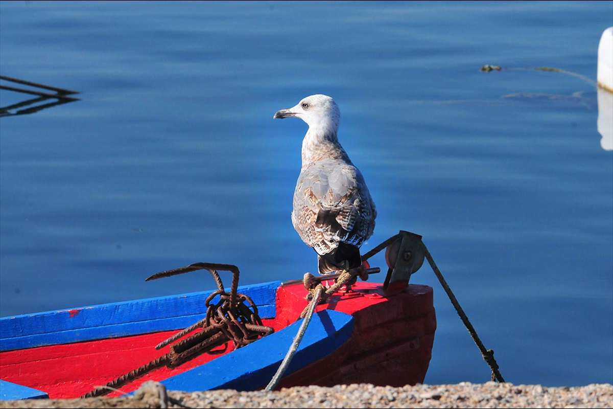 gviotas-puertodemotril197