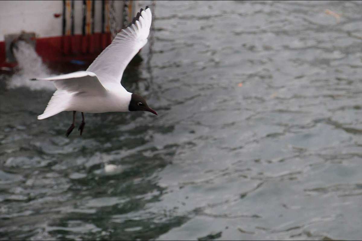 puerto-adra-gaviotas920