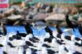 phalacrocorax-carbo-cormoran-adra-11