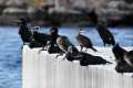 phalacrocorax-carbo-cormoran-adra-13