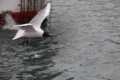 puerto-adra-gaviotas920