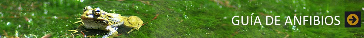 Guía de Anfibios