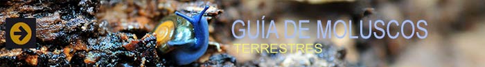 Guía de Moluscos Terrestres