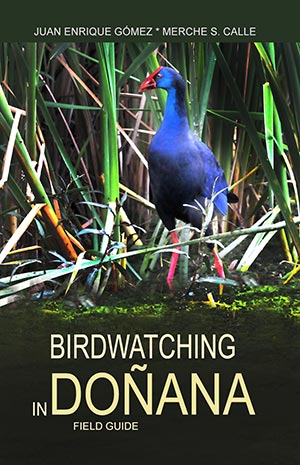 birdwatching in doñana